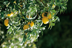 YUZU ESSENSE
